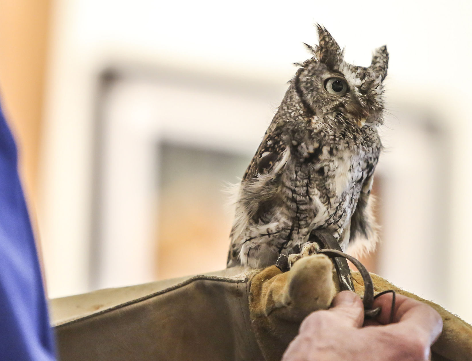 Owl joins the PJ party